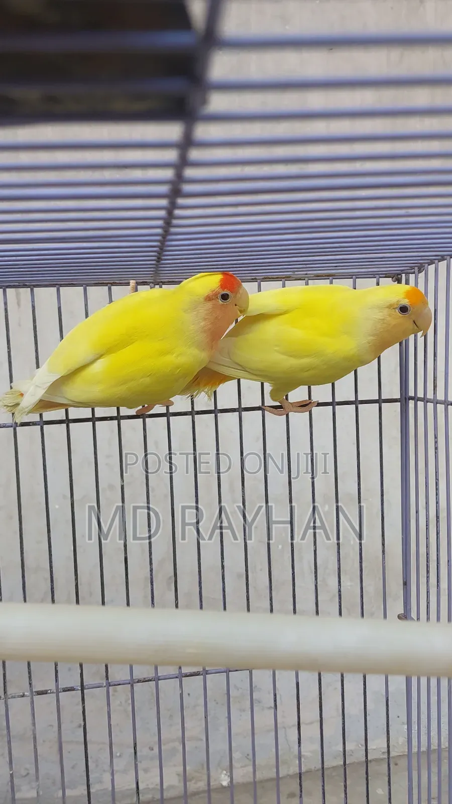 লাভ বার্ড পাখি