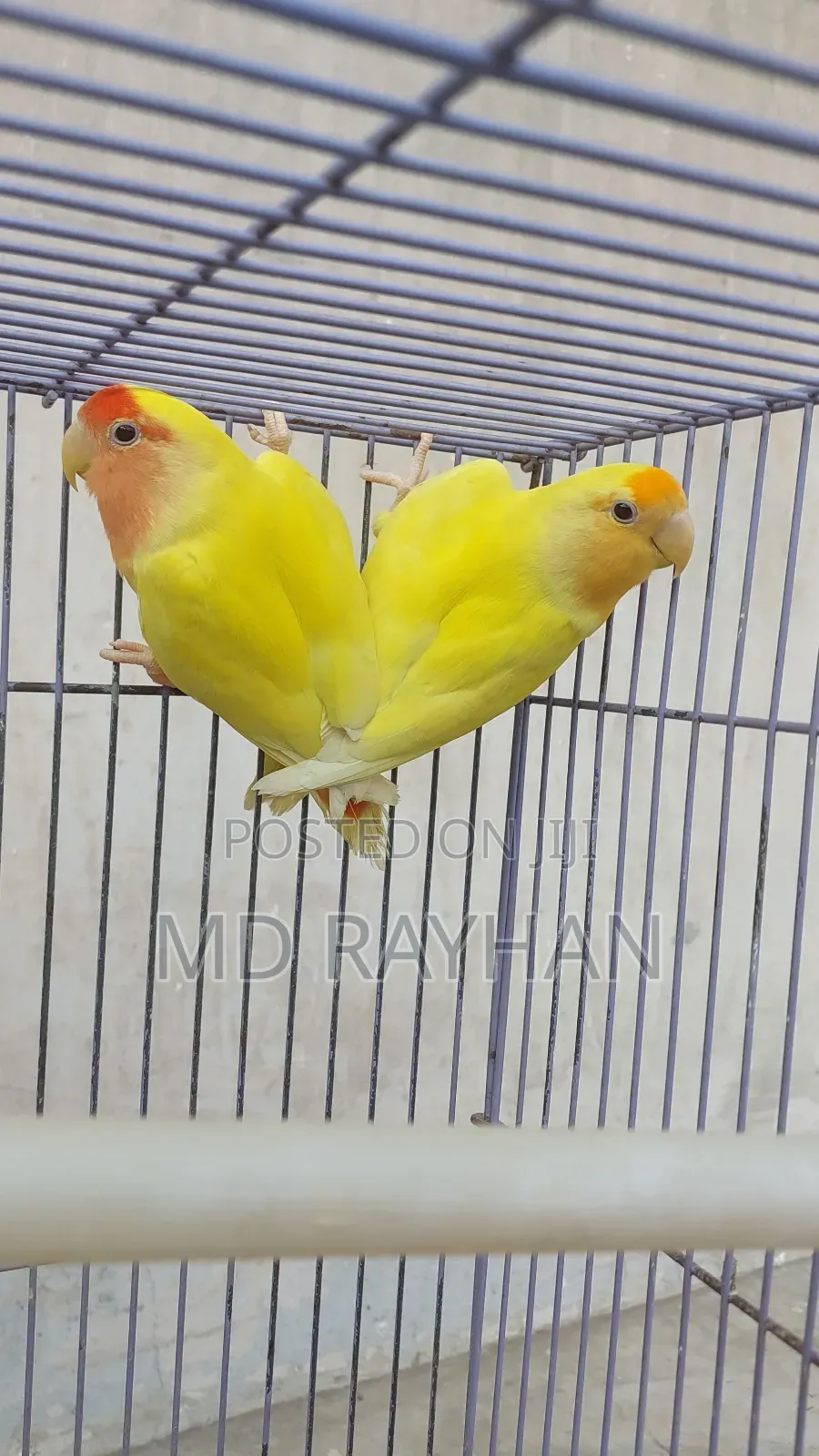 লাভ বার্ড পাখি