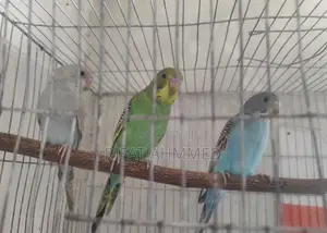 Photo - নিউ এডাল্ট বাজরিগার ৩