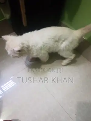 Photo - 1+ Year Male Mixed Breed Persian