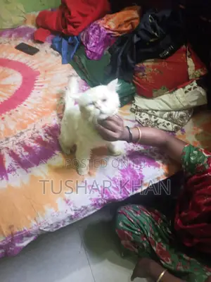 1+ Year Male Mixed Breed Persian