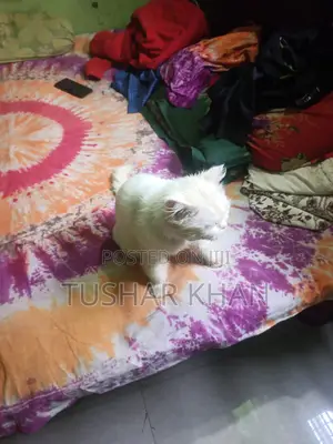 1+ Year Male Mixed Breed Persian