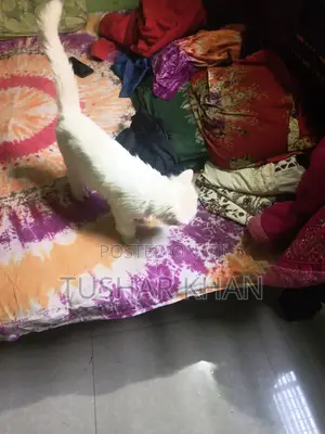 1+ Year Male Mixed Breed Persian