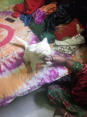 1+ Year Male Mixed Breed Persian