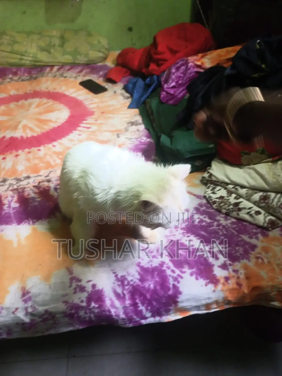 1+ Year Male Mixed Breed Persian