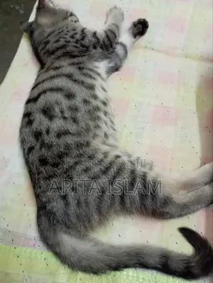 Photo - 3-6 Months Female Purebred American Bobtail