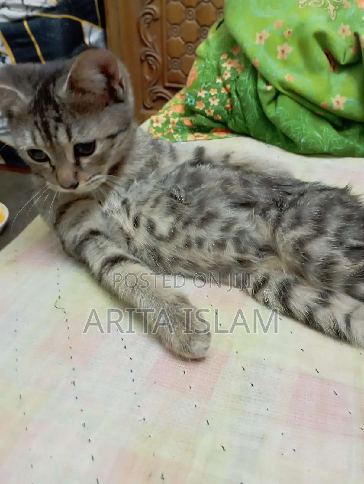 3-6 Months Female Purebred American Bobtail