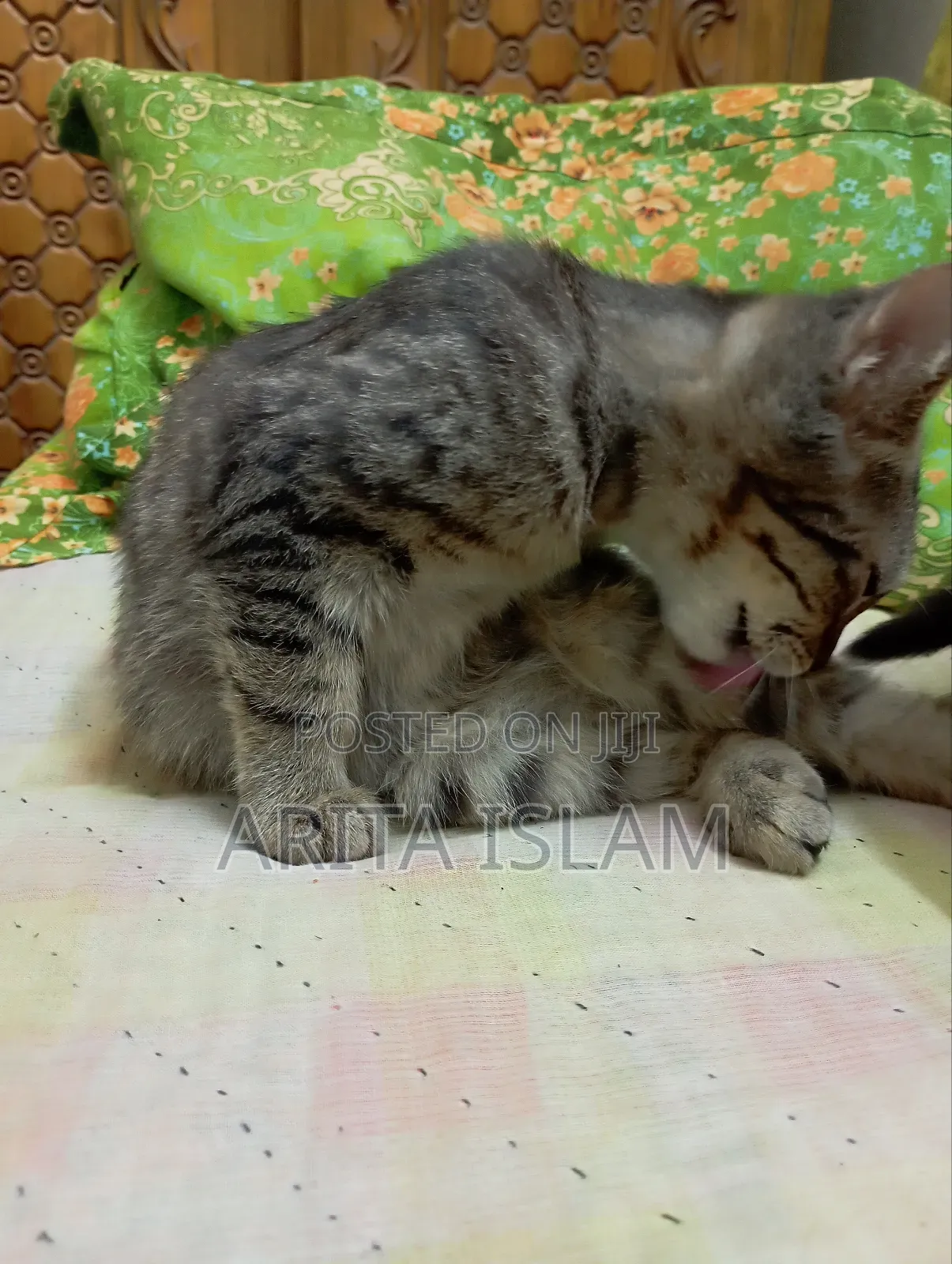 3-6 Months Female Purebred American Bobtail