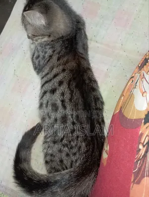 3-6 Months Female Purebred American Bobtail