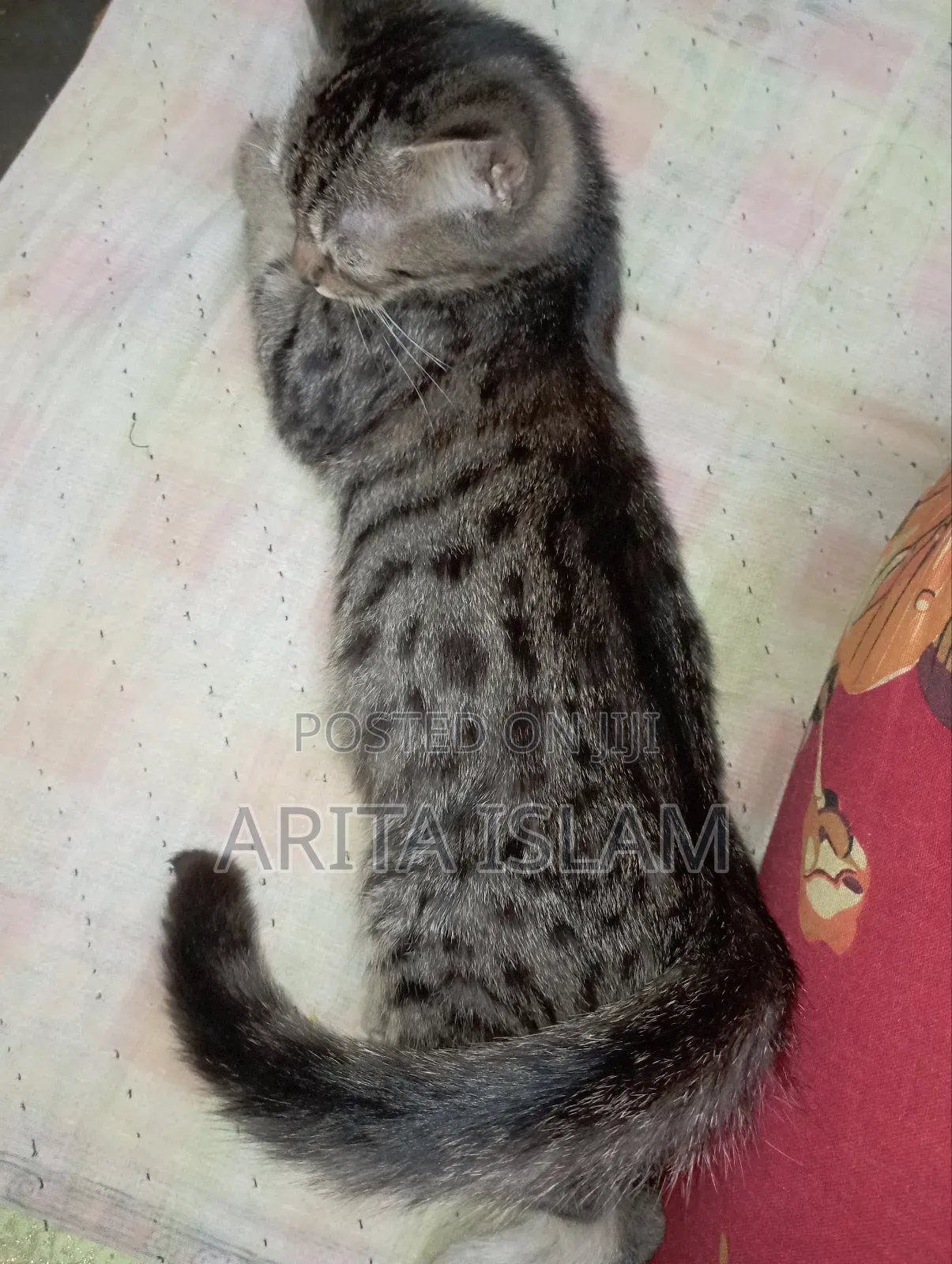 3-6 Months Female Purebred American Bobtail