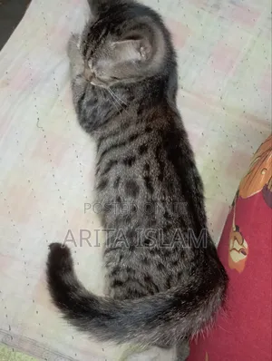 3-6 Months Female Purebred American Bobtail