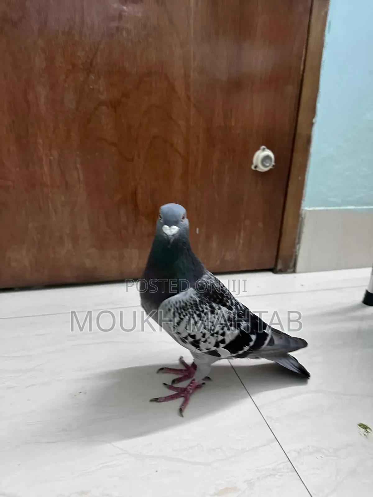 Maxi Racer Male Pigeon