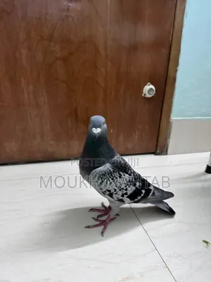 Photo - Maxi Racer Male Pigeon