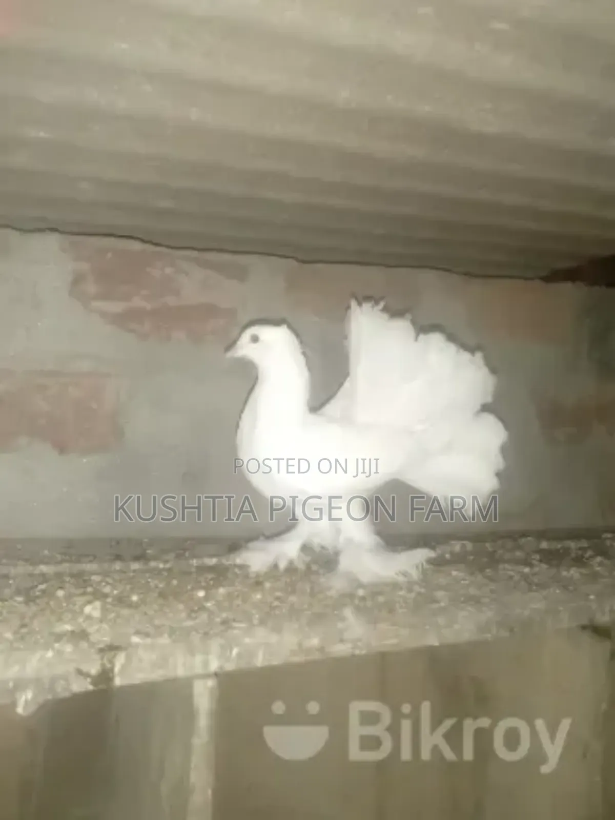 এডাল্ট জোড়া ময়ু্রী