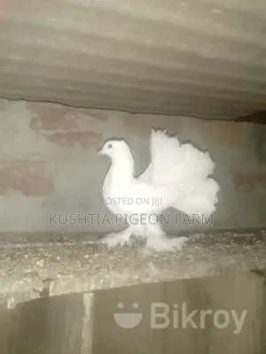 Photo - এডাল্ট জোড়া ময়ু্রী