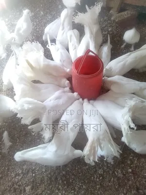 ময়ূরী পাখি