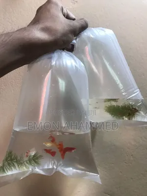 Photo - Red Mosco Gappy