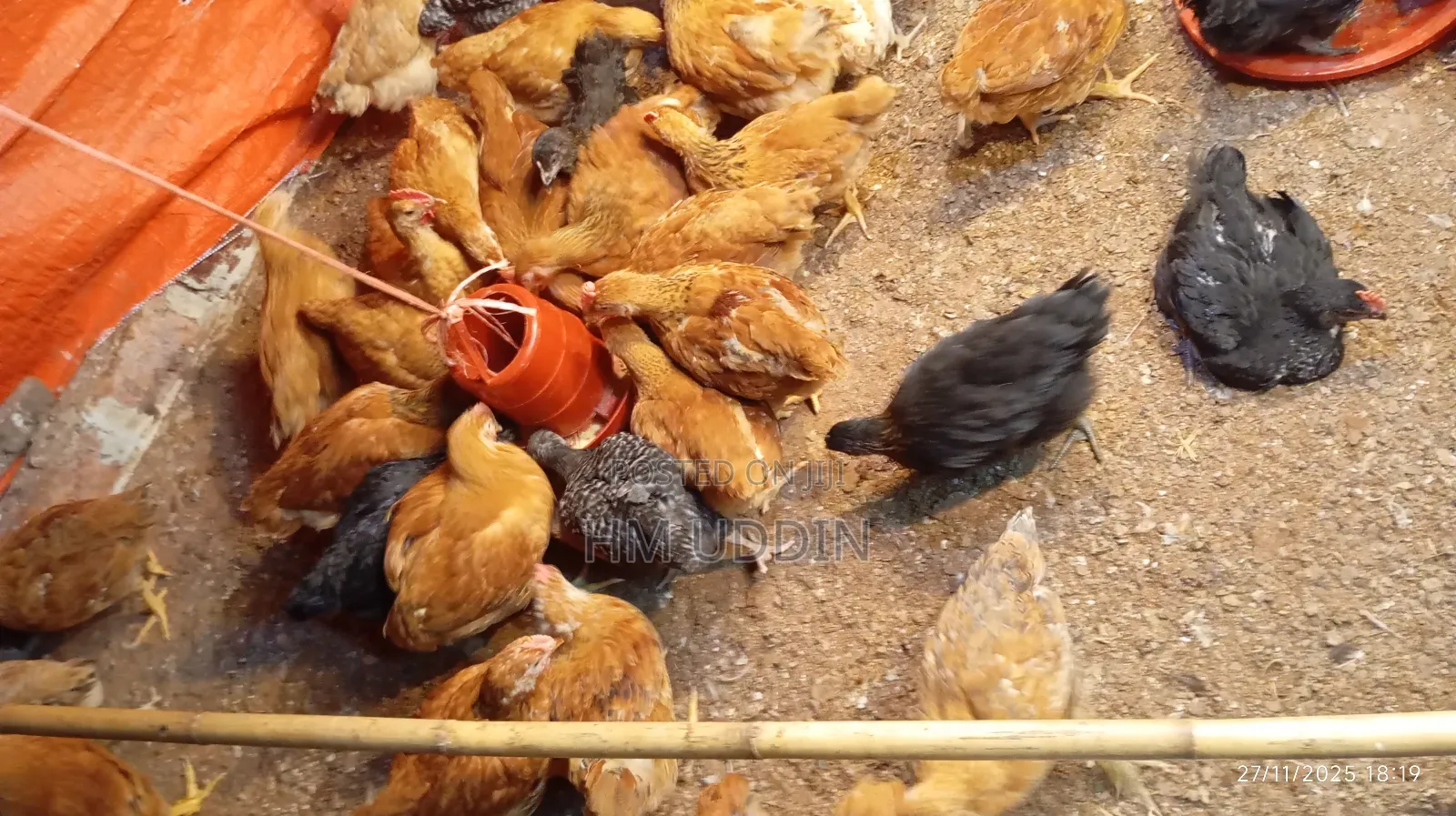 টাইগার এবং কালার বাট মুরগি বিক্রি করা হবে