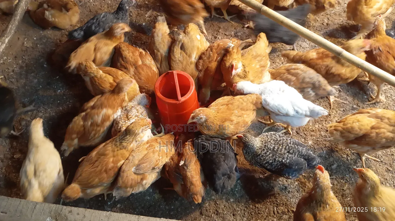 টাইগার এবং কালার বাট মুরগি বিক্রি করা হবে