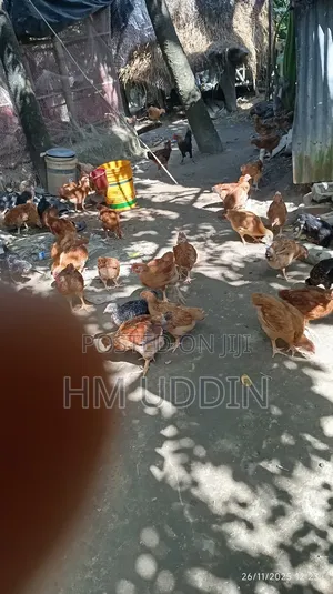 টাইগার এবং কালার বাট মুরগি বিক্রি করা হবে