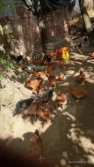 টাইগার এবং কালার বাট মুরগি বিক্রি করা হবে