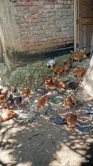 টাইগার এবং কালার বাট মুরগি বিক্রি করা হবে