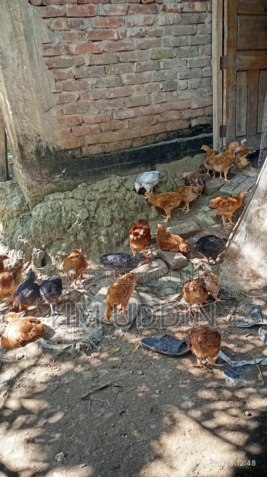 টাইগার এবং কালার বাট মুরগি বিক্রি করা হবে