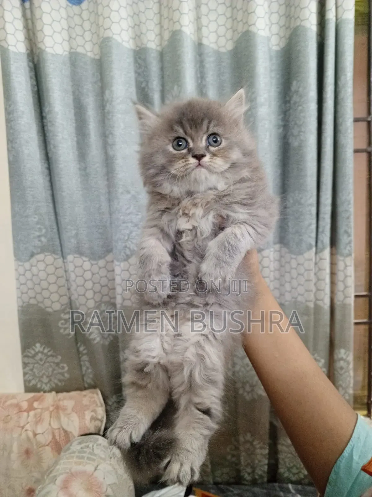 1-3 Months Female Purebred Persian