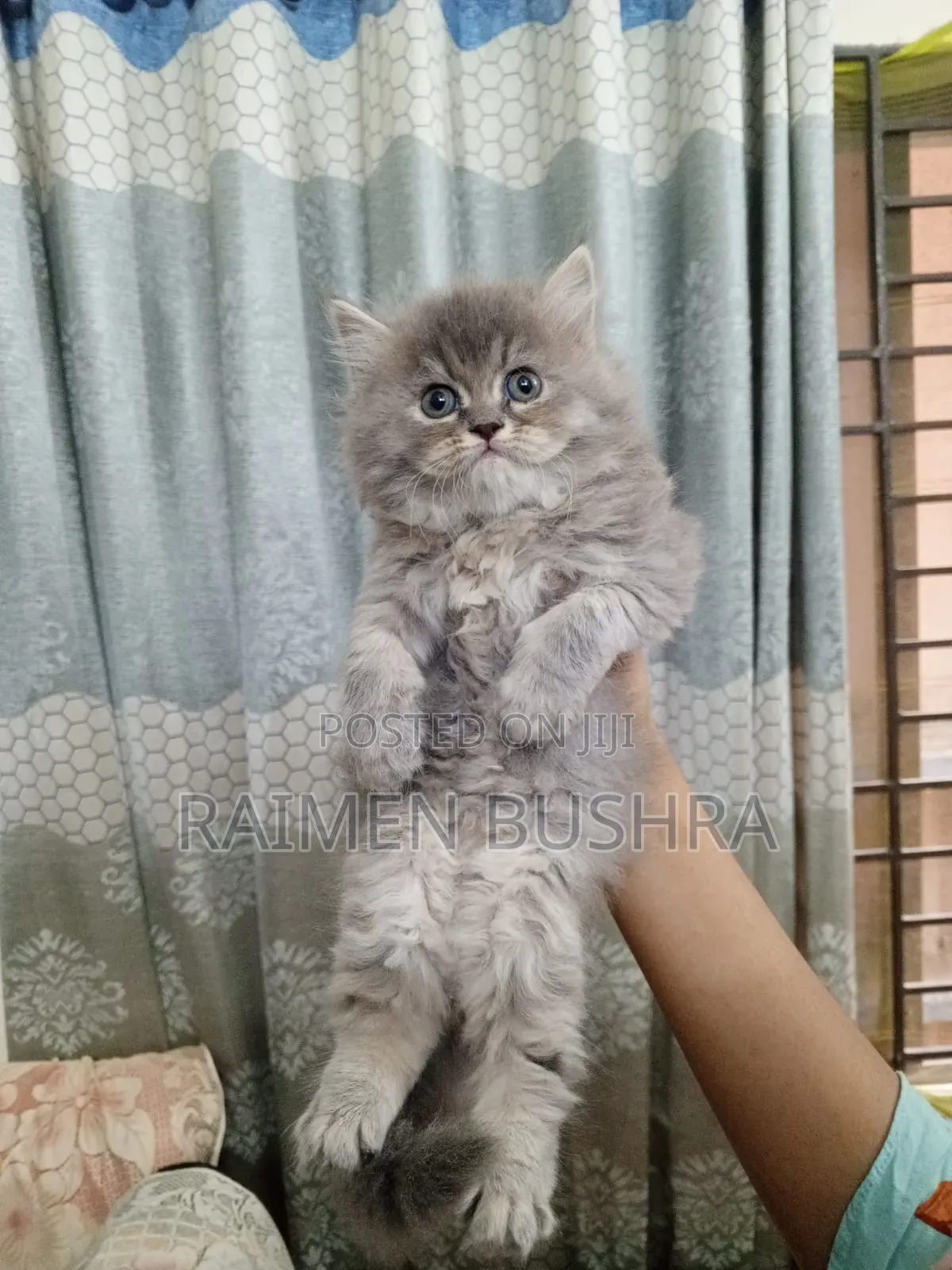 1-3 Months Female Purebred Persian