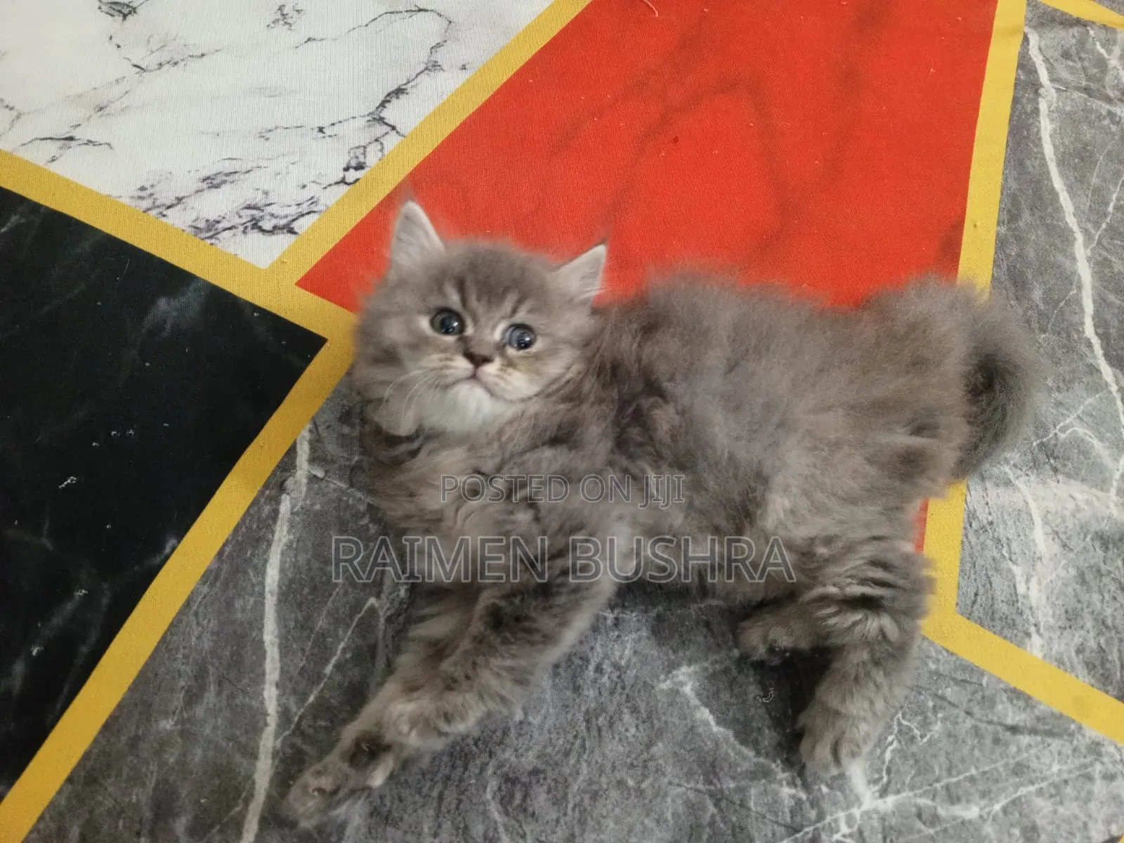 1-3 Months Female Purebred Persian