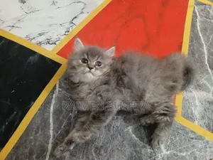 1-3 Months Female Purebred Persian