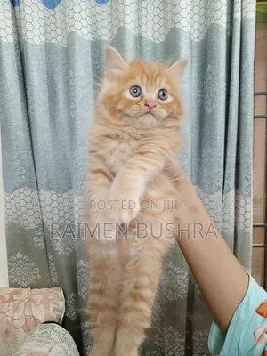 Photo - 1-3 Months Male Purebred Persian