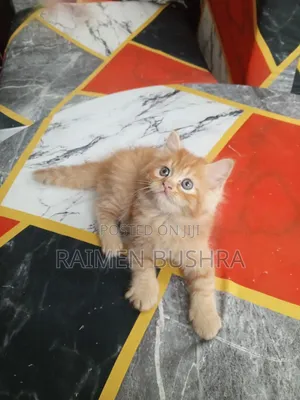 ১-৩ মাস বয়সী পুরুষ খাঁটি পার্সিয়ান