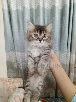Photo - 1-3 Months Female Purebred Persian