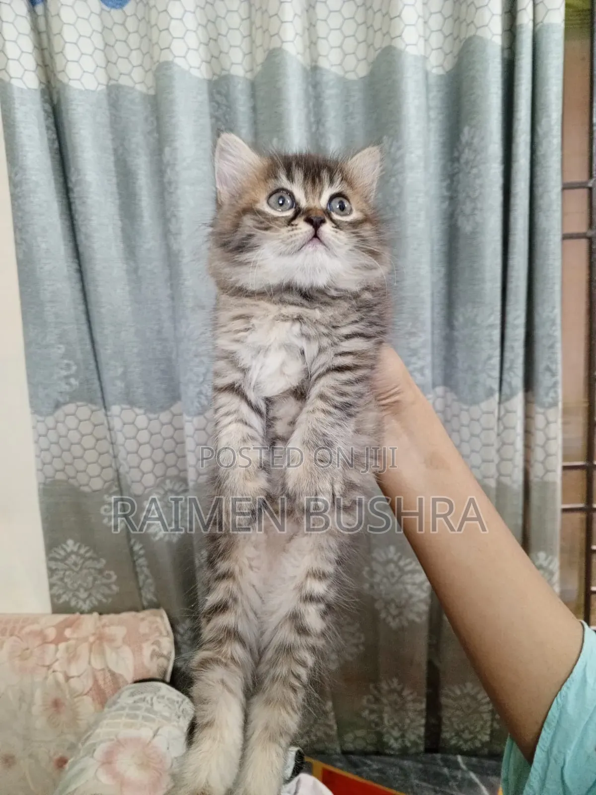 1-3 Months Female Purebred Persian