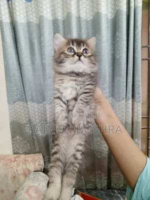 1-3 Months Female Purebred Persian