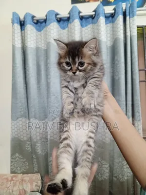 1-3 Months Female Purebred Persian