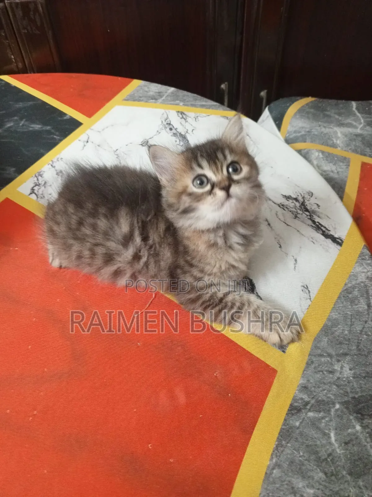 1-3 Months Female Purebred Persian