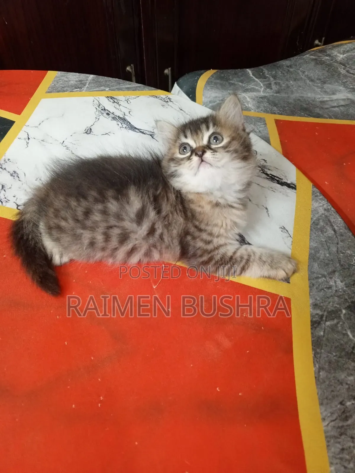 1-3 Months Female Purebred Persian