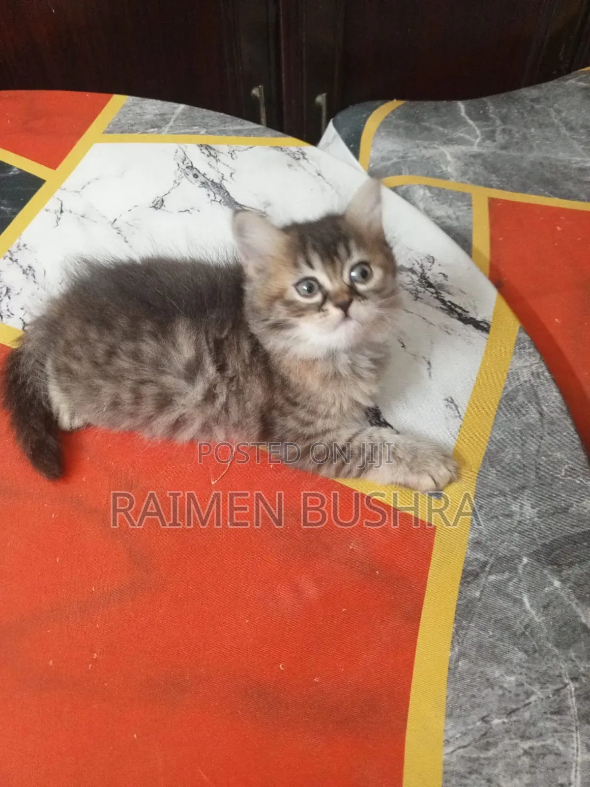 1-3 Months Female Purebred Persian