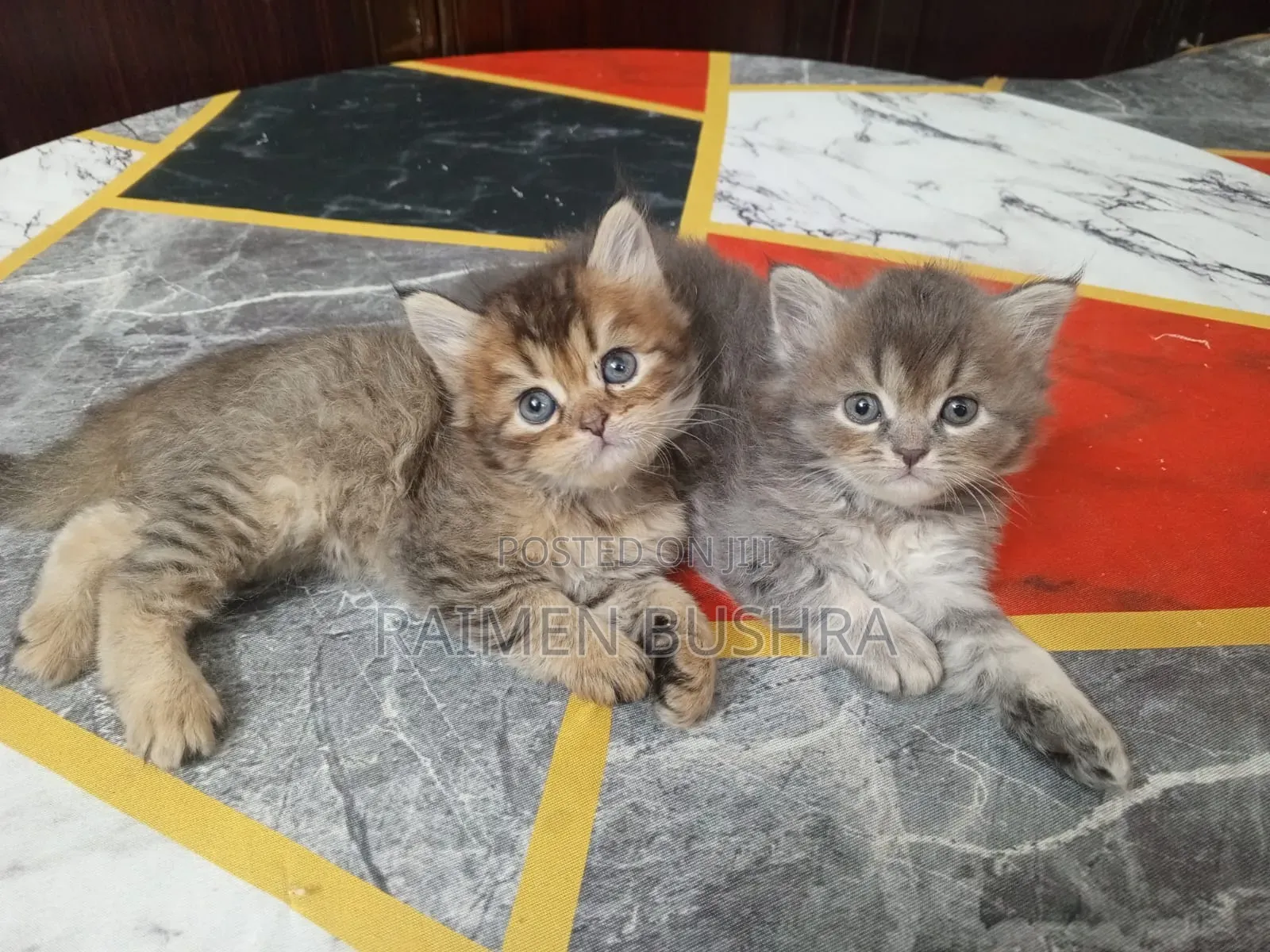 1-3 Months Male Purebred Persian