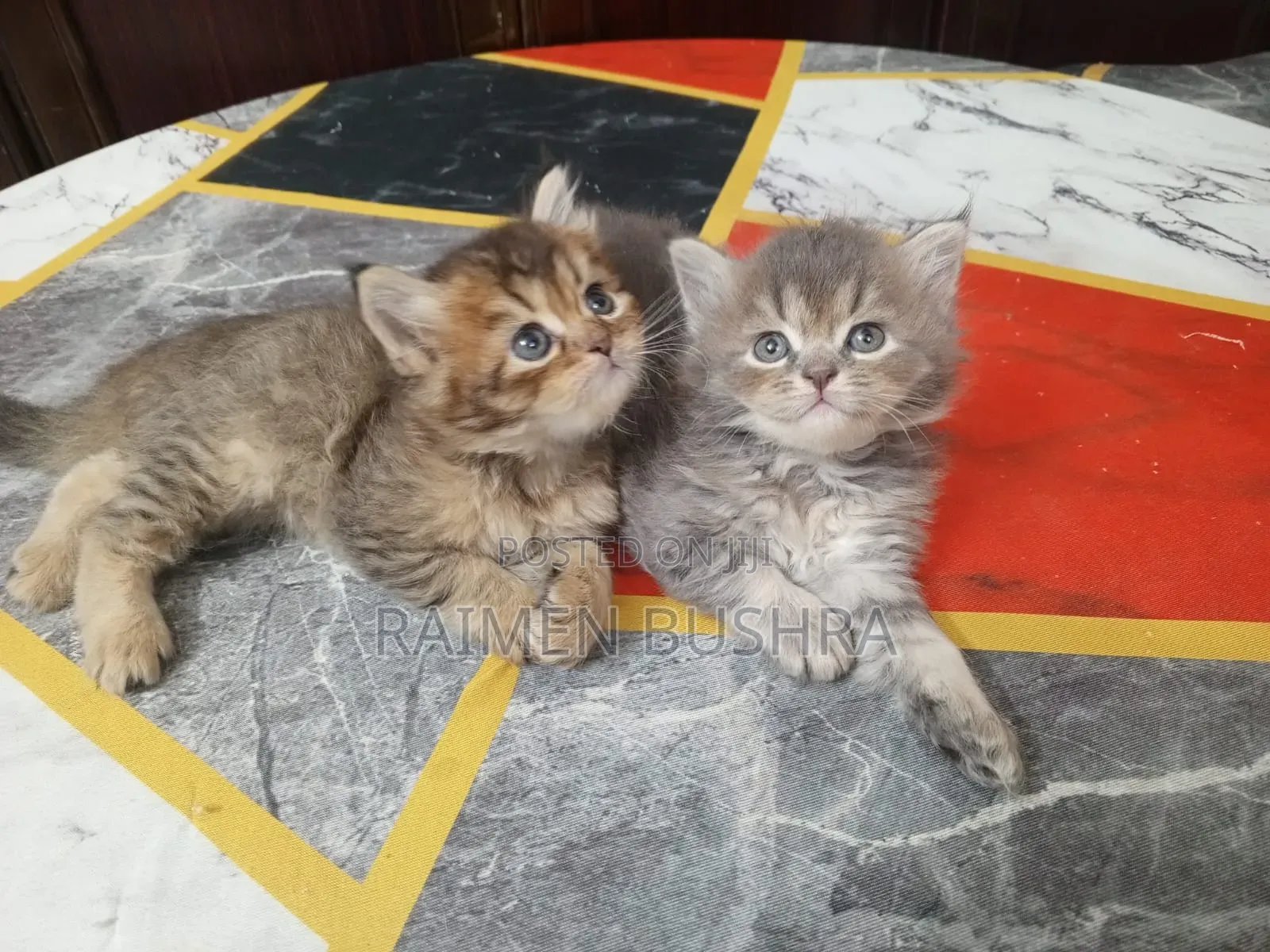 1-3 Months Male Purebred Persian