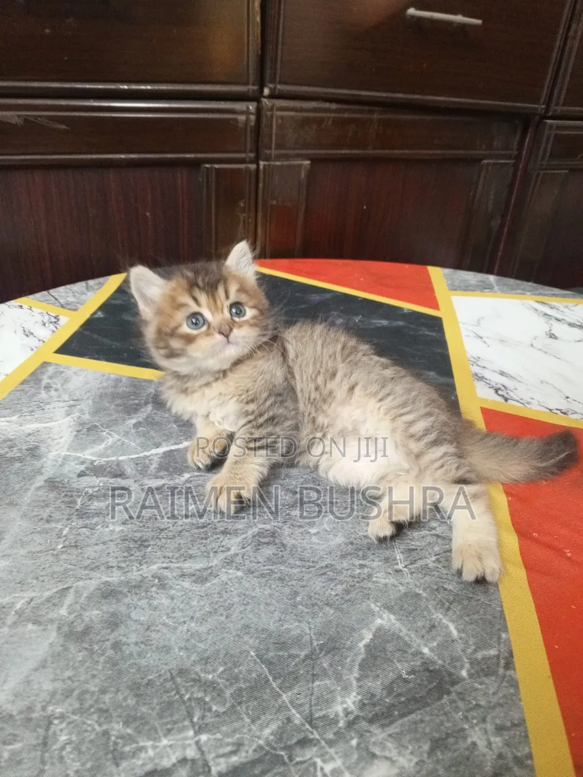 1-3 Months Male Purebred Persian