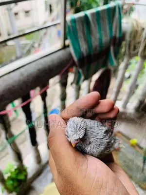 Tame Size Crested Budgies