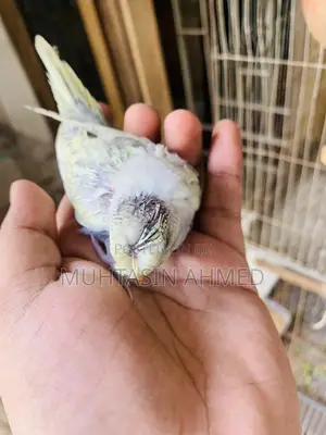 Photo - Tame Size Crested Budgies