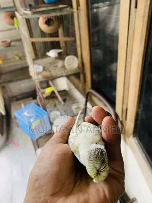 Tame Size Crested Budgies