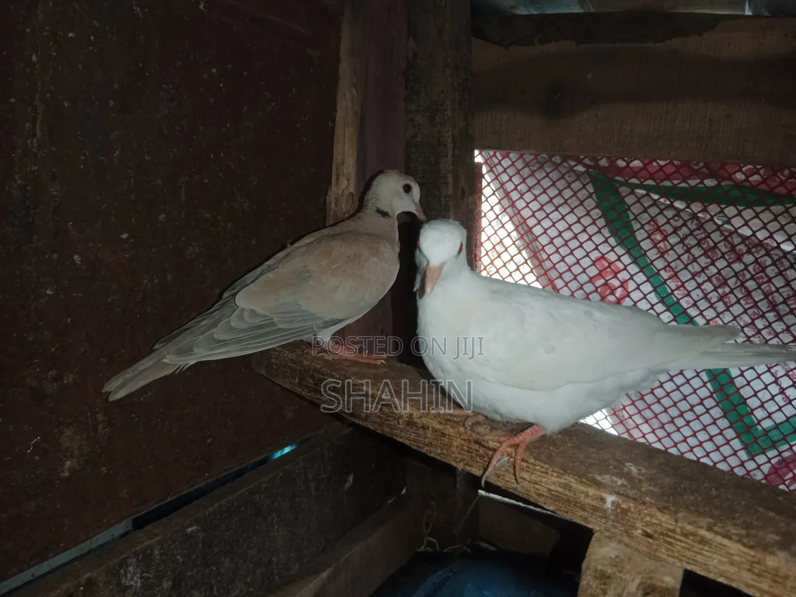 ঘুঘু পাখি বিক্রয়