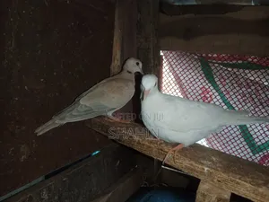 Photo - ঘুঘু পাখি বিক্রয়