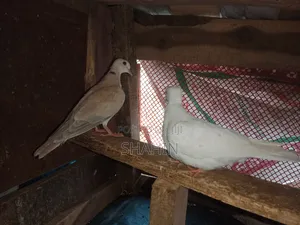 ঘুঘু পাখি বিক্রয়