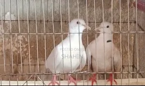 ঘুঘু পাখি বিক্রয়